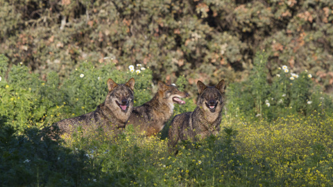 Tres lobos ibéricos grabados para el documental | Ricardo Gamaza