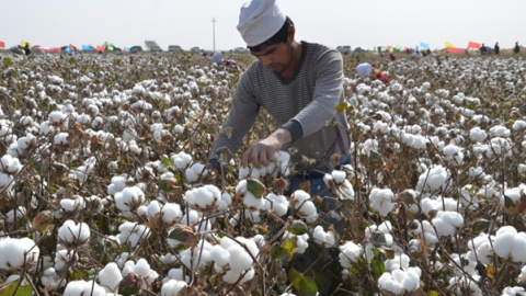 Campo de algodón en Uzbekistán. - Ecotextile