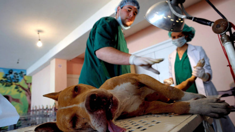 Un veterinario prepara a un perro para intervenirle quirúrgicamente.- EFE