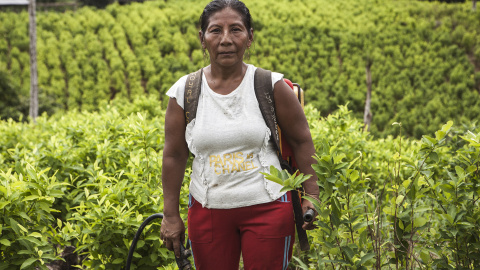 En Colombia entre 130.0000 y 180.000 familias campesinas se dedican a cultivar hoja de coca para sobrevivir.