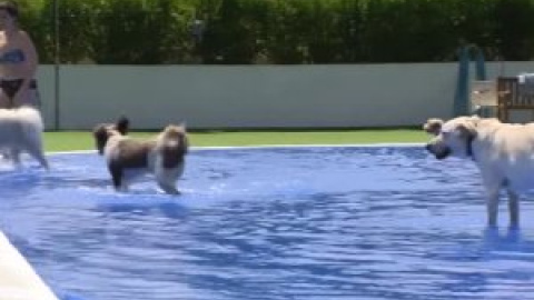 Los perros también tienen vacaciones