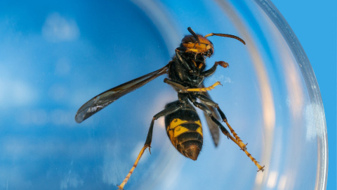 Capturadas 2.303 reinas de avispa asiática entre marzo y junio