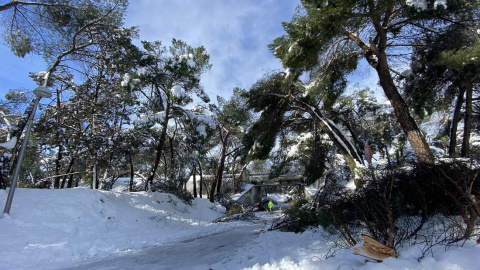 Paisaje nevado en la Casa de Campo, en Madrid.