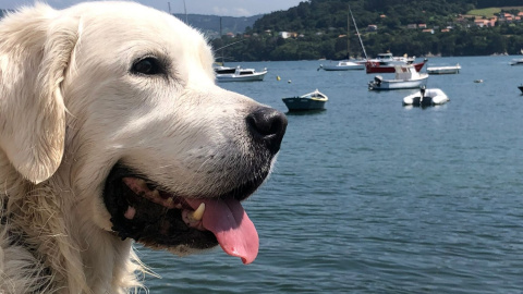 16/06/2022 Una imagen de Ludo en la playa.