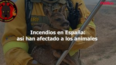 Incendios en España: así han afectado a los animales