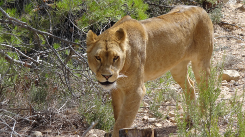 La leona Nala, en el centro de rescate de APP-Primadomus en Villena, Alicante.