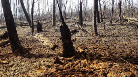 Zona calcinada en Galicia tras la oleada de incendios del pasado octubre. /EFE