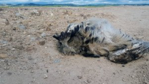 Al banquillo un cazador por matar a tiros a varios pollos de búho real en un pueblo de Toledo