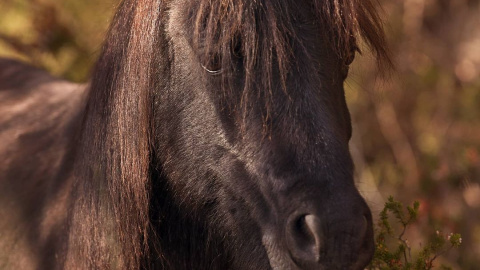 RIBA, la poni de raza pottoka, abatida por un cazador en el Parque de Garraf