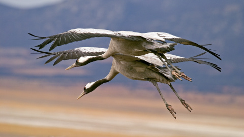 La llegada periódica de grullas a Extremadura es un ejemplo de migración de aves.