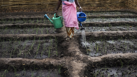 El arroz es la base de la alimentación en Guinea Bissau, uno de los países más pobres del mundo, y donde la empresa española AGROGEBA ha acapadado tierras. PEDRO ARMESTRE