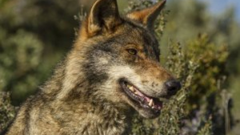 Ecologismo de emergencia - La protección del lobo y el lobby feroz