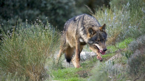 El Supremo determina que el lobo es una especie protegida en Cantabria