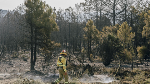 Un técnico revisa este domingo una de las zonas quemadas tras el incendio declarado el día anterior en la localidad abulense de Cebreros