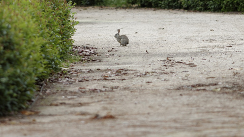 Un conejo camina por los Jardines de El Buen Retiro en Madrid.