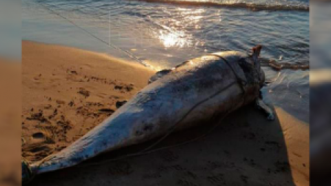 Aparece muerto un delfín en la playa de la Patacona de València