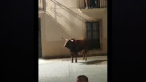 PACMA denuncia la muerte a tiros de dos toros en las fiestas de San Juan de Coria, Cáceres