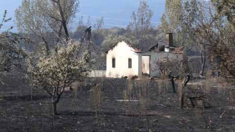 Vista de la zona de San Martín de Tábara (Zamora), afectada por el incendio forestal de Losacio (Zamora).