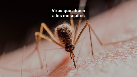 Mecanismos similares en otros virus