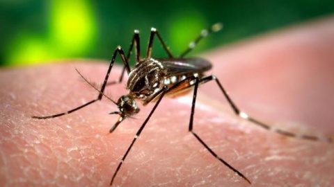 El mosquito Aedes aegypti, responsable de la transmisión del virus del dengue y del Zika. / James Gathany