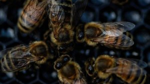 Otras miradas - Las abejas también se mudan: ¿qué hacemos si eligen nuestra casa?