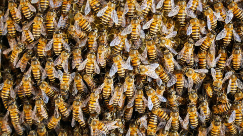 Otras miradas - Las abejas también se mudan: ¿qué hacemos si eligen nuestra casa?