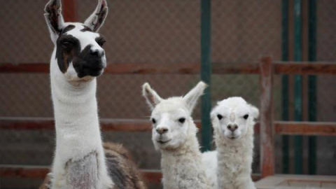 Una llama (izda), en compañía de dos alpacas.