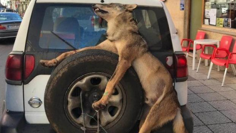 El lobo amarrado a la rueda trasera del todoterreno de los guardas del Principado.