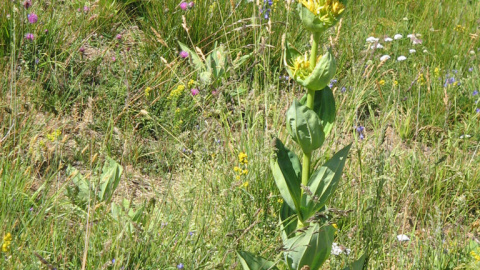 La gentiana (Gentiana lutea).