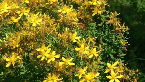 Hypericum perforatu, más conocida como herba de San Xoán.