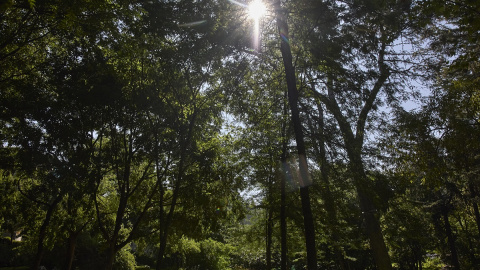 Vista del parque Quinta de los Molinos, que junto a El Retiro, y otros siete parques ha sido cerrado por el Ayuntamiento de Madrid en mitad de una ola de calor.