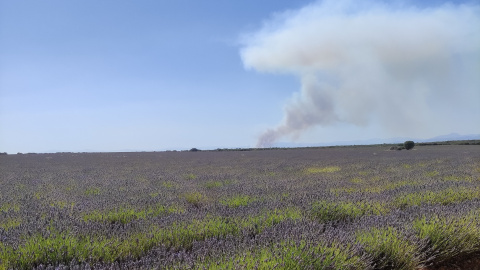 Campos de Lavanda en Brihuega mientras el incendio de Humanes(Guadalajara) está activo