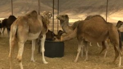 Fuerteventura busca promocionar la leche de camella, un producto gourmet de lujo