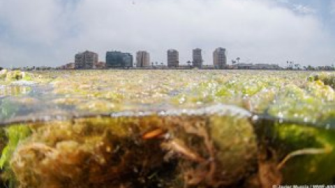 NO más vertidos al Mar Menor, de paraíso a 'sopa verde y marrón'