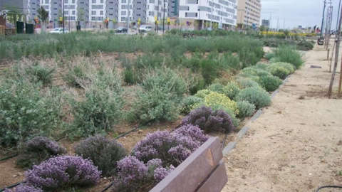 Ejemplo de xerojardinería en Valdespartera (Zaragoza) un tipo de jardín con bajo consumo de agua adecuado para climas secos.