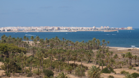 El palmeral de Ferrís, uno de los pocos espacios libres de cemento que quedan en el frente litoral.