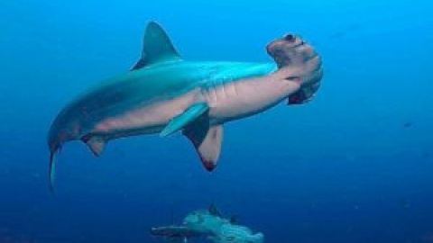 Malas noticias para tiburones y rayas oceánicos