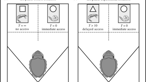 Esquema del experimento