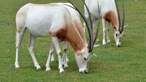 Imagen de un Oryx blanco.