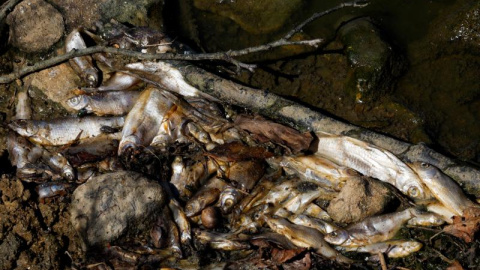 Los peces yacen muertos en un estanque en Neuvy-Saint-Sepulchre (Francia) el 9 de agosto de 2022 REUTERS