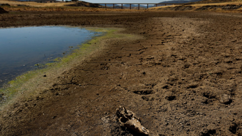 El cráneo de una oveja yace en suelo seco durante la severa sequía registrada en el embalse de Cijara, en Villarta de los Montes, España, el 6 de agosto de 2022.