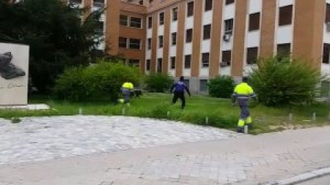 Aparece un jabalí en Ciudad Universitaria durante el confinamiento