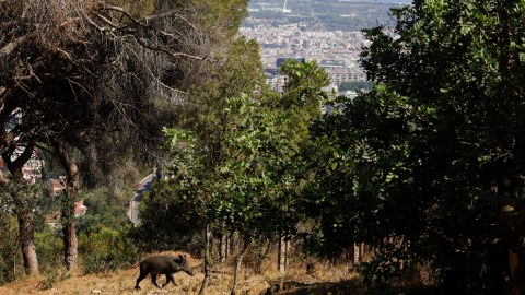 Un jabalí corre por el Parque Natural de Collserola, con Barcelona al fondo. REUTERS/Albert Gea