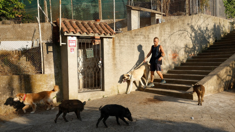 Un hombre con sus perros pasa junto a grupo de jabalíes por el barrio de Las Planas en el Parque Natural de Collserola. REUTERS/Albert Gea