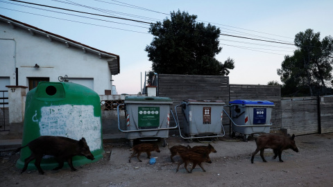 Un grupo de jabalíes pasan junto a contenedores de basura en Molins de Rei, al norte de Barcelona. REUTERS/Albert Gea