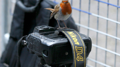 Un petirrojo se detiene sobre la cámara de un fotoperiodista ante el número 10 de Downing Street, en Londres (Reino Unido).- PHIL NOBLE (REUTERS)