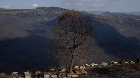 Colmenas quemadas en el incendio de Aldea de O Busto, en Pobra de Brollón (Lugo).