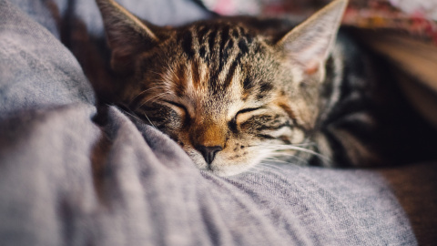 El gato, el animal más popular de internet, celebra su día hasta en tres ocasiones