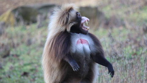 12/08/2022 Una gelada erguida y vocalizando.