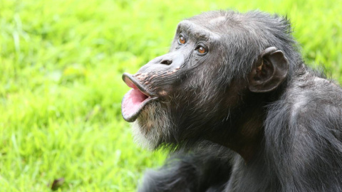 12/08/2022 Un chimpancé vocalizando.